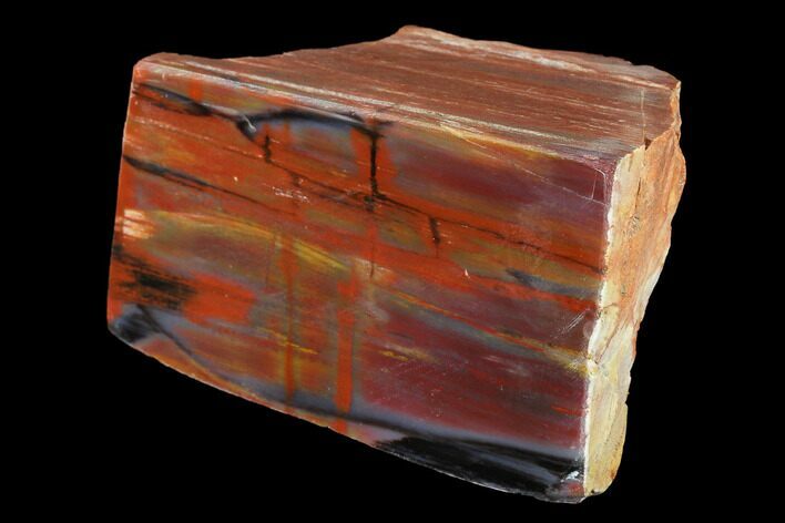 Polished Petrified Wood (Araucarioxylon) Section - Arizona #144735
